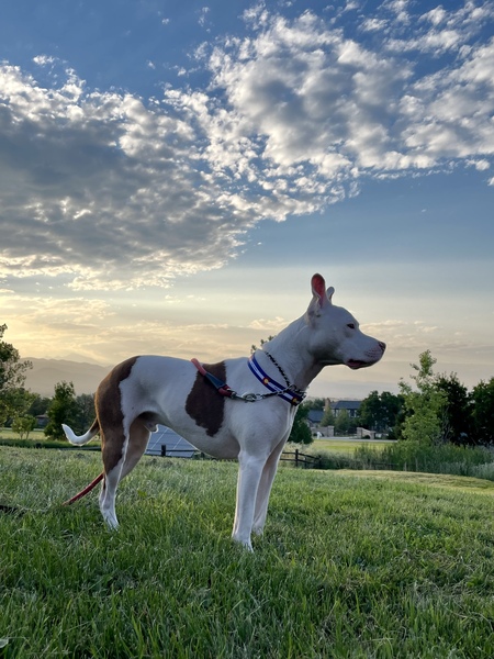 Archibald Darcy aka Archie