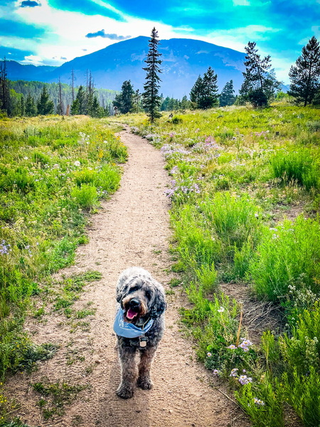 Bear 