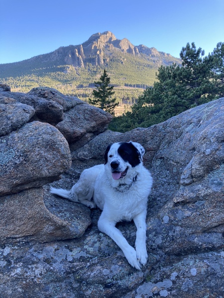 Maizey