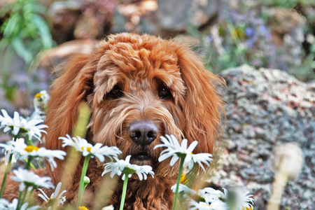 Cooper
