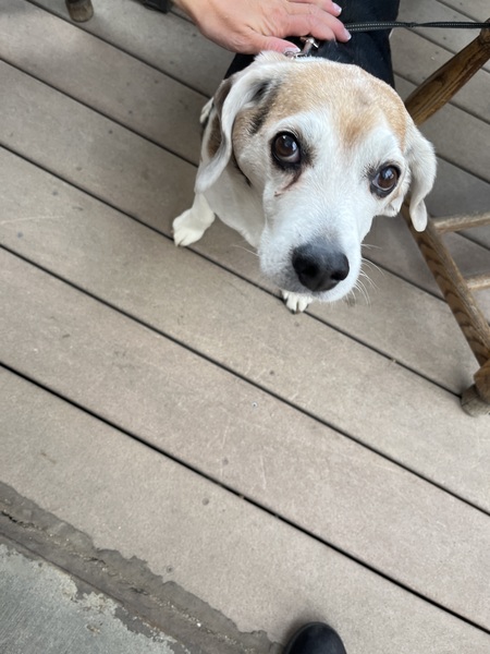 Caesar
