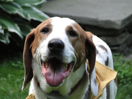 Charlie the Coonhound (2008-2009 alumnus of NFSAW)