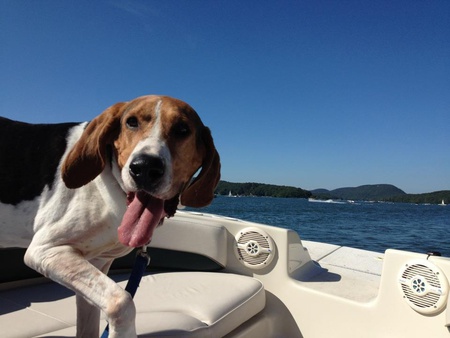 Hennessy the Coonhound (2007 NFSAW alumnus)