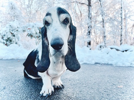 Beignet 