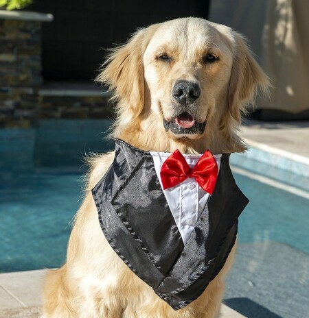 Mayor Behos, Dog Mayor of Verrado