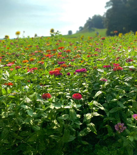 Petals of Peace