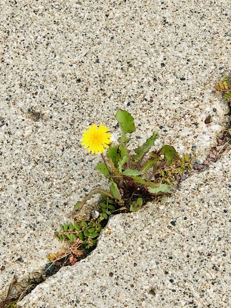 Coming up through the Cracks