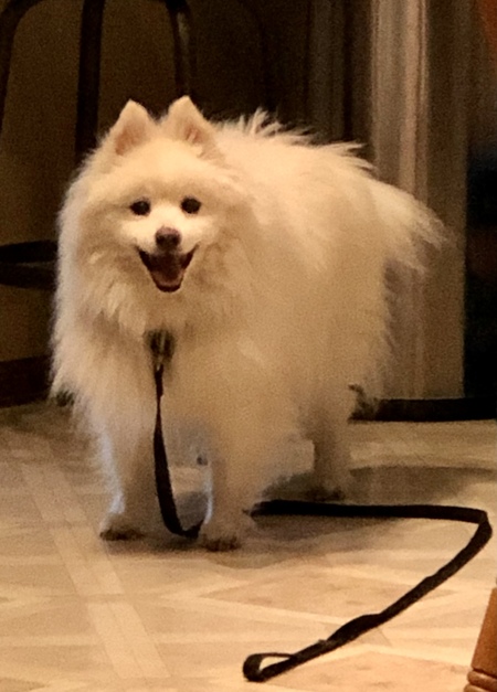 “Happy Dog”