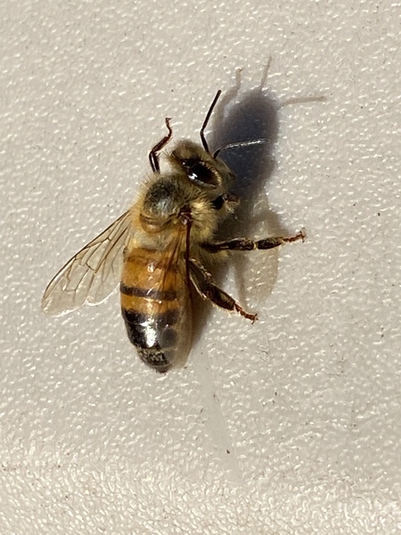 BeeExcellent 