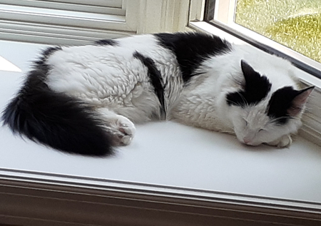 Pearl Napping in the Sunlight