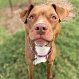 Entry image for Maple