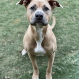 Entry image for Gracie 