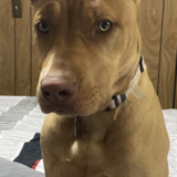 Entry image for Ginger