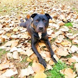 Entry image for Lana