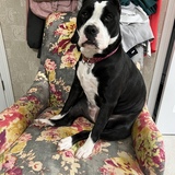 Entry image for Tootsie 