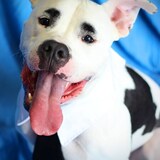 Entry image for Charlie