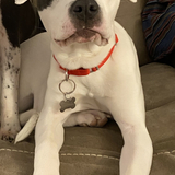 Entry image for Butters