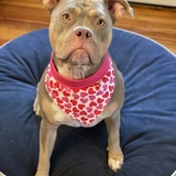 Entry image for Nola