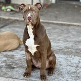 Entry image for Jasper