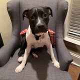 Entry image for Kitty