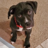 Entry image for Bruno