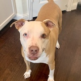 Entry image for Little Boy