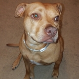 Entry image for Shelby