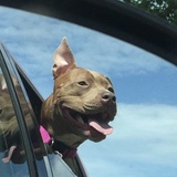 Entry image for Peanut