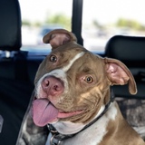 Entry image for Ranger