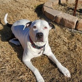 Entry image for Motley