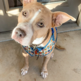 Entry image for Layla 