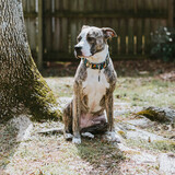 Entry image for Anakin