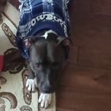 Entry image for Bella