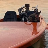 Entry image for Poppy 