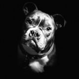 Entry image for Althea 