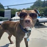 Entry image for Vincent Diesel 