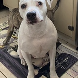 Entry image for Serena