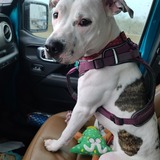 Entry image for Roxie