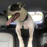 Entry image for King Louie