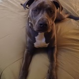 Entry image for Junior, formerly Bruce