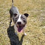 Entry image for Lola