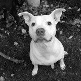 Entry image for Finnegan