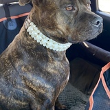 Entry image for Molly