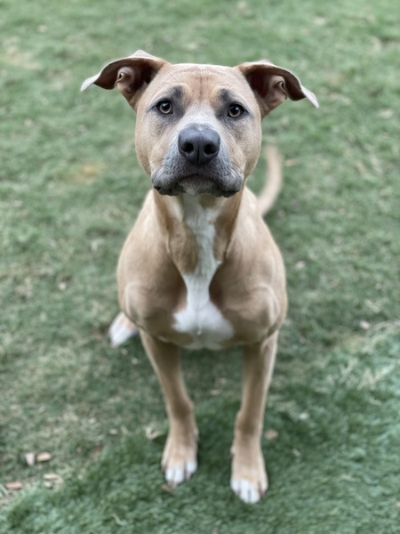 Entry image for Gracie . Clicking this image will show a larger photo