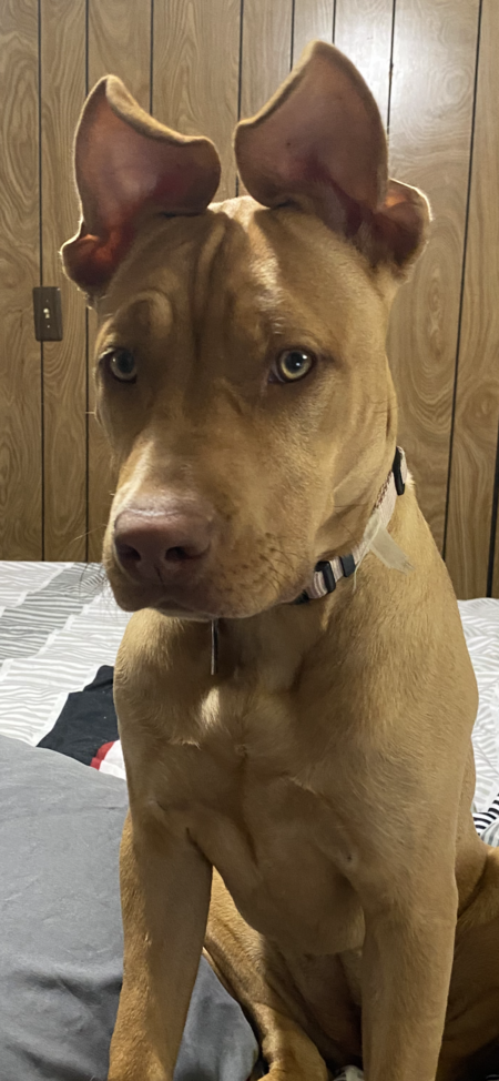 Entry image for Ginger. Clicking this image will show a larger photo