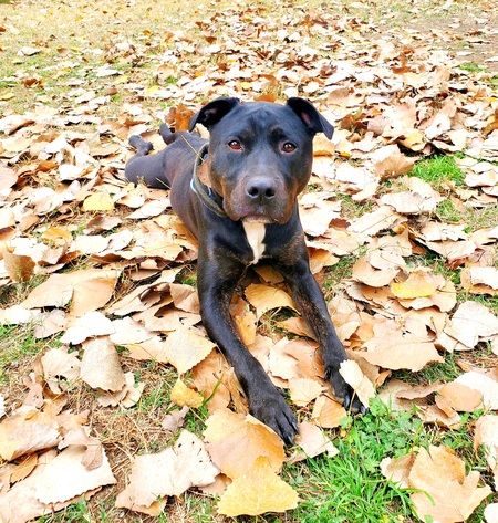 Entry image for Lana. Clicking this image will show a larger photo