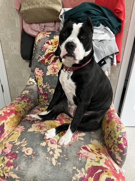 Entry image for Tootsie . Clicking this image will show a larger photo