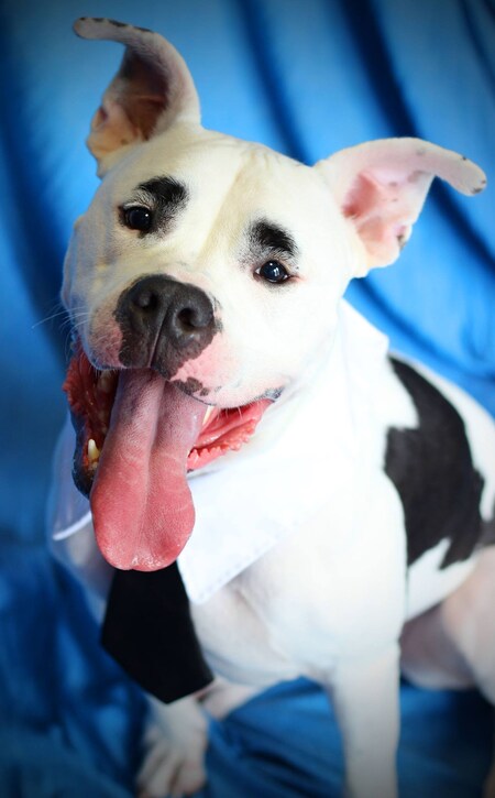 Entry image for Charlie. Clicking this image will show a larger photo