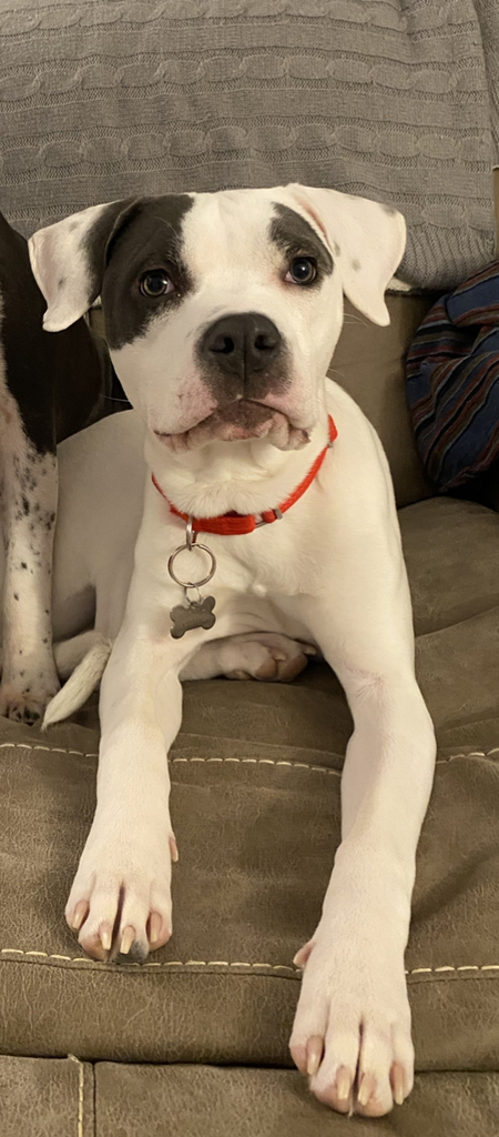 Entry image for Butters. Clicking this image will show a larger photo