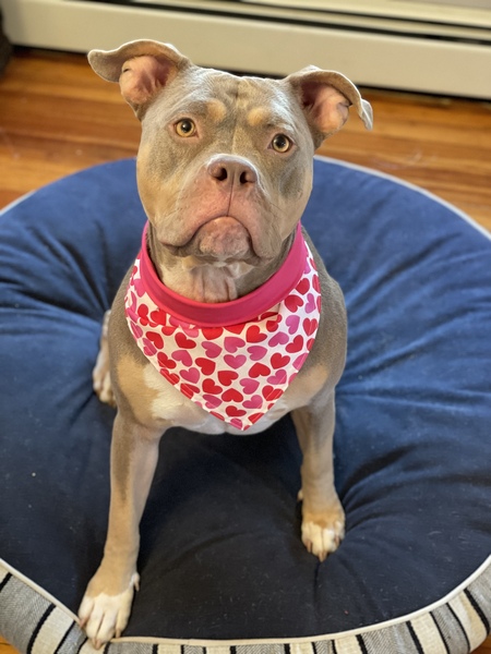 Entry image for Nola. Clicking this image will show a larger photo